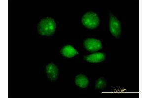 Immunofluorescence of purified MaxPab antibody to ARID3A on HeLa cell. (ARID3A anticorps  (AA 1-593))