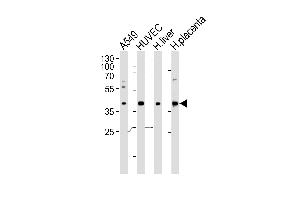 Western blot analysis of lysates from A549, HUVEC cell line and human liver, placenta tissue lysate(from left to right), using OLR1 Antibody (Center) (ABIN652795 and ABIN2842521). (OLR1 anticorps  (AA 64-92))