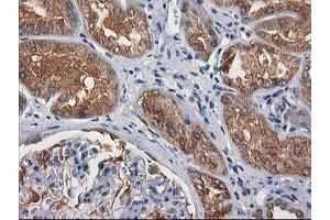 Image no. 11 for anti-Glucosidase, Beta, Acid 3 (Cytosolic) (GBA3) (AA 1-150), (AA 370-469) antibody (ABIN1490582)