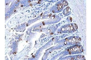 IHC-P Image Collagen III alpha1 antibody [C2C3-2], C-term detects Collagen III alpha1 protein at secreted on mouse intestine by immunohistochemical analysis.