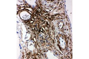 Anti-PLTP antibody, IHC(P) IHC(P): Human Placenta Tissue (PLTP anticorps  (Middle Region))