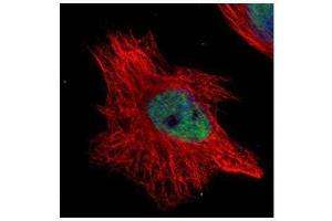 ICC/IF Image Confocal immunofluorescence analysis (Olympus FV10i) of paraformaldehyde-fixed HeLa, using WRN, antibody (Green) at 1:500 dilution.