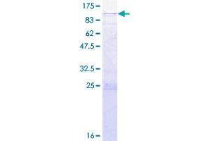 Image no. 1 for RAS Guanyl Releasing Protein 4 (RASGRP4) (AA 1-673) protein (GST tag) (ABIN1317506)