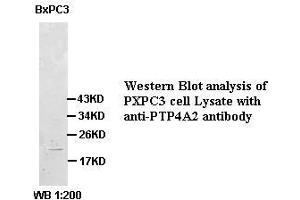 Image no. 1 for anti-Protein tyrosine Phosphatase Type IVA, Member 2 (PTP4A2) antibody (ABIN791174) (PTP4A2 anticorps)