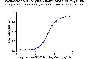 ELISA image for SARS-CoV-2 Spike S1 (E484K), (K417N), (N501Y) protein (His tag) (ABIN7274391)