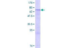 Image no. 1 for Tetratricopeptide Repeat Domain 23 (TTC23) (AA 1-393) protein (GST tag) (ABIN1324005)