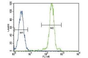 LPL antibody flow cytometric analysis of HeLa cells (green) compared to a negative control (blue). (Lipoprotein Lipase anticorps  (AA 300-327))