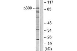 Western blot analysis of extracts from COLO205 cells, using p300/CBP Antibody. (KAT2B anticorps  (AA 783-832))