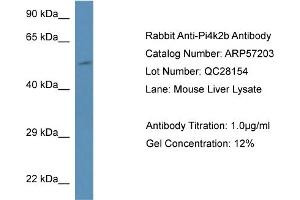 Western Blotting (WB) image for anti-Phosphatidylinositol 4-Kinase Type 2 beta (PI4K2B) (N-Term) antibody (ABIN785873) (PI4K2B anticorps  (N-Term))