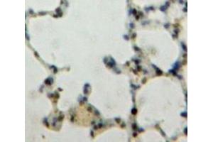 IHC-P analysis of Lung tissue, with DAB staining. (KLF4 anticorps  (AA 187-474))