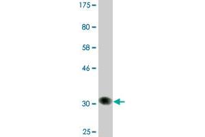 Western Blot detection against Immunogen (33.