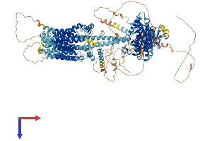 AlphaFold protein structure predicition of Mouse Recombinant Adcy9 Protein, UniprotID P51830