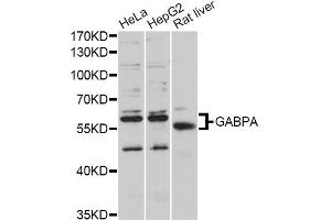 Western blot analysis of extracts of various cell lines, using GABPA antibody (ABIN5997766) at 1/1000 dilution. (GABPA anticorps)