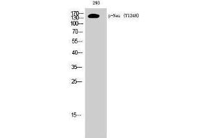 Western Blotting (WB) image for anti-Neuralized Homolog (Drosophila) (NEURL) (pTyr1248) antibody (ABIN3172934) (NEURL anticorps  (pTyr1248))