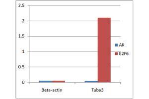 ChIP analysis of Mouse ES cell nuclear lysate, incubated for 16 hours at 4°C.