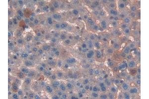 Used in DAB staining on fromalin fixed paraffin- embedded liver tissue (T-Kininogen 1 (KNT1) (AA 378-430) anticorps)