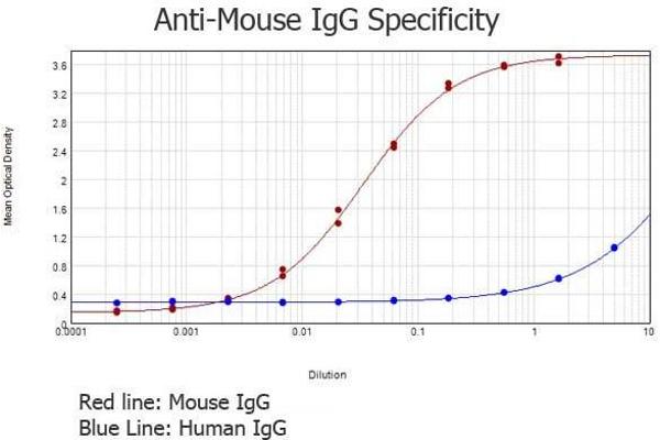 Lapin anti-Souris IgG (Heavy & Light Chain) Anticorps