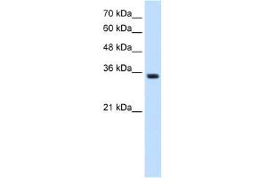 TRPM5 antibody used at 1. (TRPM5 anticorps  (N-Term))