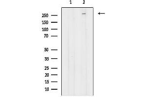 anti-Neuron Navigator 3 (NAV3) (Internal Region) antibody