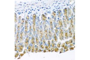 Immunohistochemistry of paraffin-embedded mouse stomach using UQCR10 antibody at dilution of 1:100 (x40 lens). (UQCR10 anticorps)
