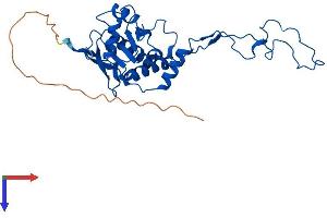AlphaFold protein structure predicition of Mouse Recombinant Mrpl4 Protein, UniprotID Q9DCU6