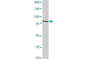 GLE1L MaxPab polyclonal antibody.