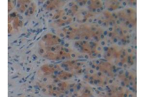 DAB staining on IHC-P; Samples: Rat Stomach Tissue (Caspase 9 anticorps  (AA 1-200))