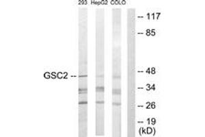 Western Blotting (WB) image for anti-Goosecoid Homeobox 2 (GSC2) (AA 131-180) antibody (ABIN2889317)
