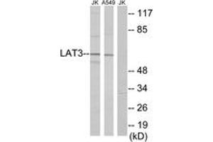 Western blot analysis of extracts from A549/Jurkat cells, using LAT3 Antibody. (LAT3 anticorps  (AA 231-280))