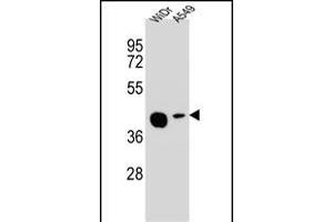 AC1L2 Antibody (N-term) (ABIN654847 and ABIN2844513) western blot analysis in WiDr,A549 cell line lysates (35 μg/lane). (AMAC1L2 anticorps  (N-Term))