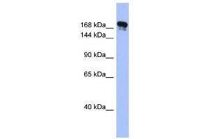 WB Suggested Anti-SYNJ1 Antibody Titration:  0. (Synaptojanin 1 anticorps  (Middle Region))