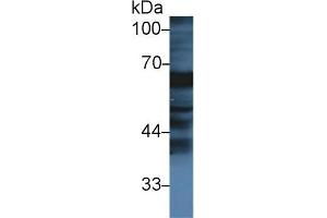 Western blot analysis of Cow Small intestine lysate, using Cow FGa Antibody (1 µg/ml) and HRP-conjugated Goat Anti-Rabbit antibody ( (FGA anticorps  (AA 39-615))
