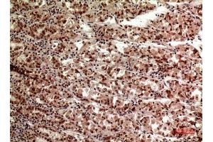 Immunohistochemistry (IHC) analysis of paraffin-embedded Human Stomach, antibody was diluted at 1:100. (TERT anticorps  (Internal Region))