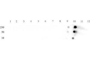anti-STAT5 A/B (STAT5 A/B) (pSer726), (pSer731), (Ser731) antibody