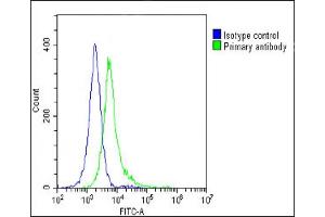 Overlay histogram showing Hela cells stained with (ABIN652702 and ABIN2842467)(green line).