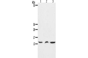 Western Blotting (WB) image for anti-Chemokine (C-C Motif) Ligand 17 (CCL17) antibody (ABIN2425651) (CCL17 anticorps)