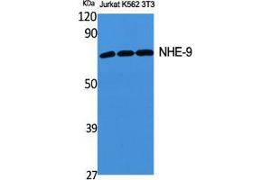 Western Blot (WB) analysis of specific cells using NHE-9 Polyclonal Antibody. (SLC9A9 anticorps  (Internal Region))