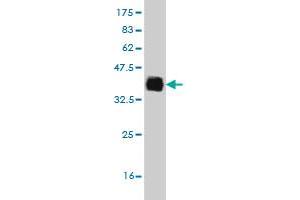 Western Blot detection against Immunogen (34.