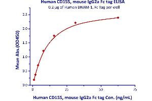 Measured by its binding ability in a functional ELISA.