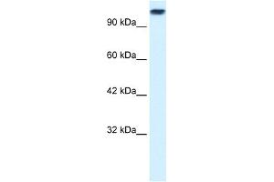 WB Suggested Anti-KIF3C Antibody Titration:  0. (KIF3C anticorps  (Middle Region))