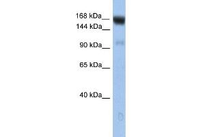 WB Suggested Anti-UBE4B Antibody Titration: 0.