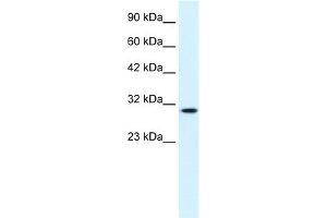 WB Suggested Anti-CDC2 Antibody Titration:  0.