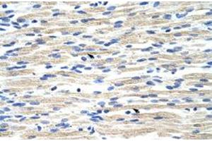 Immunohistochemical staining (Formalin-fixed paraffin-embedded sections) of human muscle with CBX6 polyclonal antibody  at 4-8 ug/mL working concentration. (CBX6 anticorps  (N-Term))