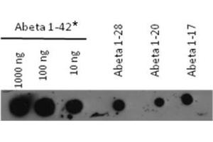 beta(1-42) consists of both monomeric and partly aggregated mtrl (Abeta 1-42 anticorps)