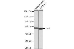 Western blot analysis of extracts of various cell lines using E2F3 Polyclonal Antibody at dilution of 1:1000. (E2F3 anticorps)