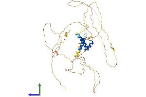 AlphaFold protein structure predicition of Mouse Recombinant Irx2 Protein, UniprotID P81066