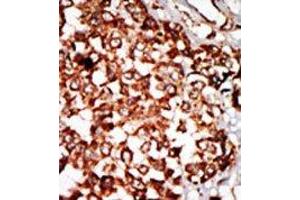 Image no. 1 for anti-Nuclear Receptor Binding Protein 1 (NRBP1) (N-Term) antibody (ABIN360550)
