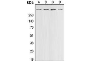 Western blot analysis of CBP expression in HeLa (A), A431 (B), HT29 (C), A549 (D) whole cell lysates. (CBP anticorps  (C-Term))