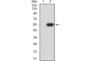 Western blot analysis using PGR mAb against HEK293-6e (1) and PGR (AA: 166-411)-hIgGFc transfected HEK293-6e (2) cell lysate.