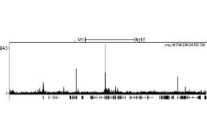 ChIP DNA-Sequencing (ChIP-seq) image for anti-Chromobox Homolog 8 (CBX8) (C-Term) antibody (ABIN7453307) (CBX8 anticorps  (C-Term))